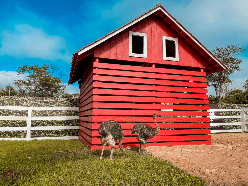 Avestruz do Dreams Park