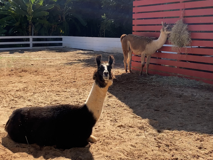 diferença-entre-lhamas-e-alpacas
