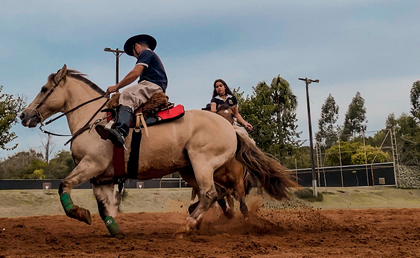 apresentação cavalo crioulo Apresentação do cavalo crioulo ecoturismo em Foz do Iguaçu