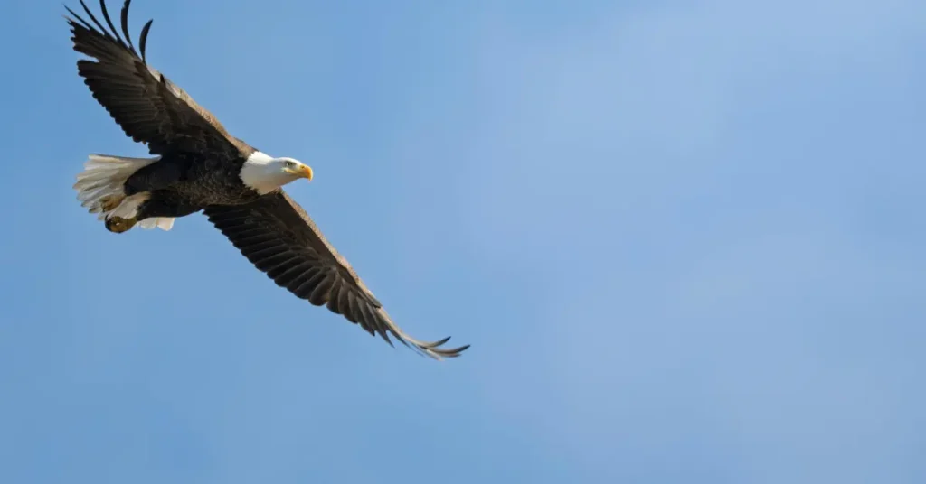 Capa do blog: aves de rapina características - imagem de uma águia
