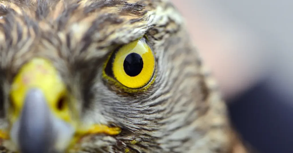 Capa do blog: o que é falcoaria - close up de uma águia